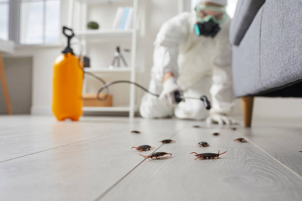 Commercial Kitchen Cockroach Control in Montrose